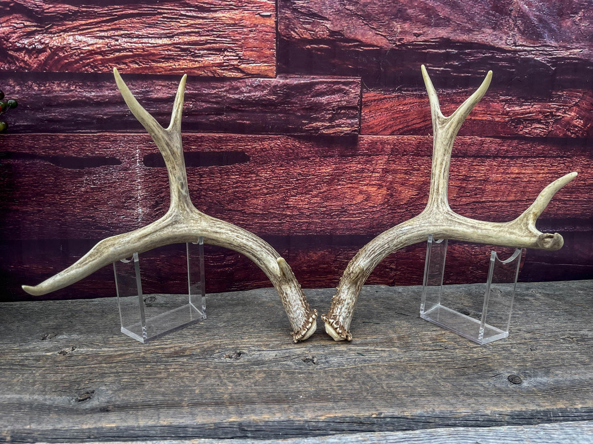 Classic Mule Deer Buck Antlers! For Decor, Crafting and More!
