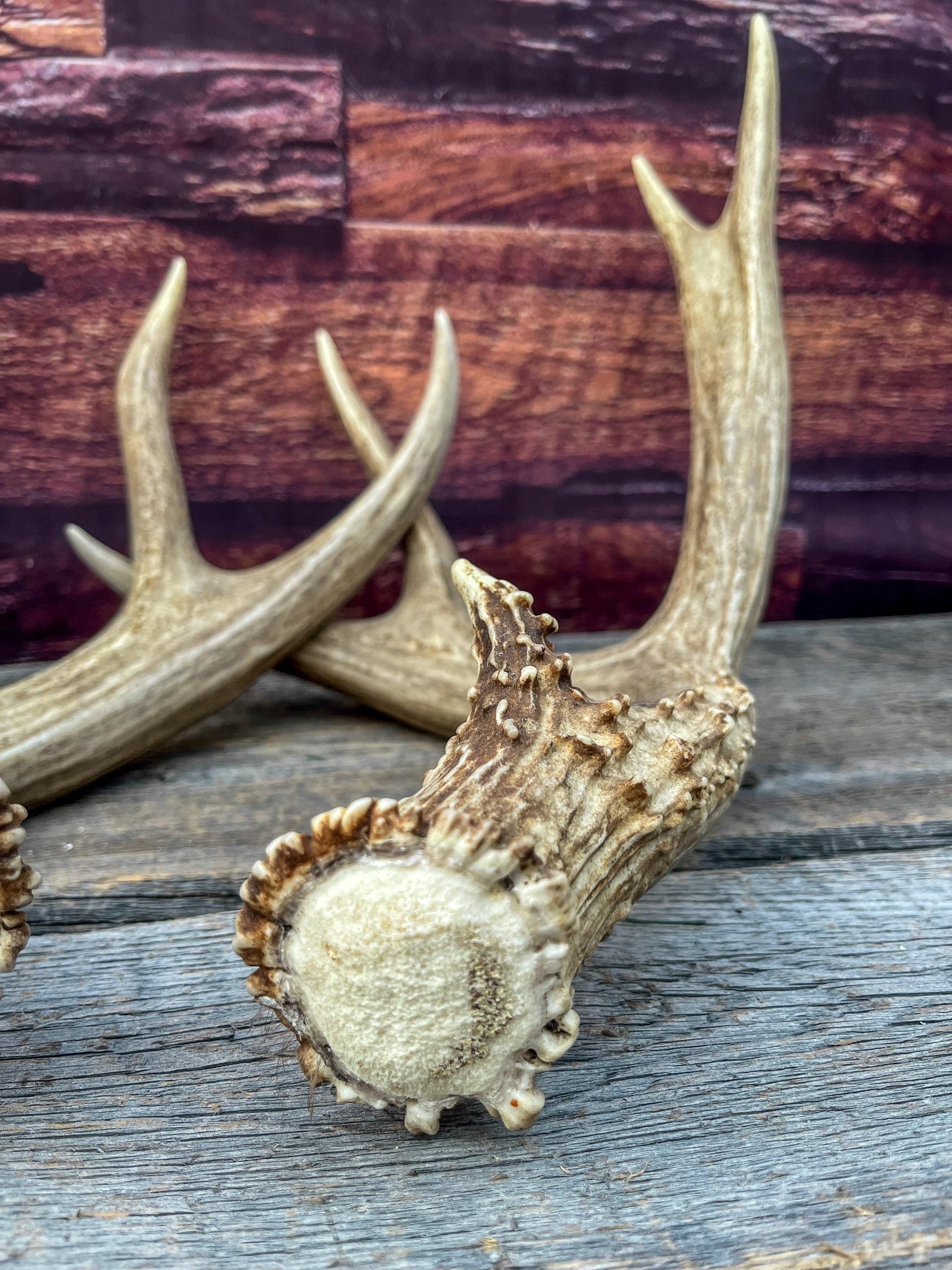 Large Mule Deer antlers. Exceptionally Fresh Canadian Deer Antlers for Crafting Decor and More