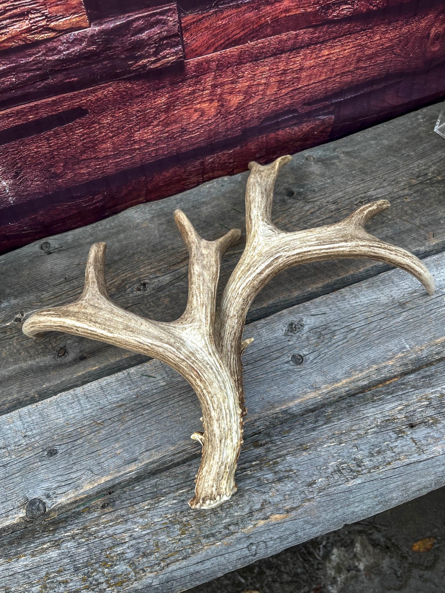 Large Mule Deer antlers. Exceptionally Fresh Canadian Deer Antlers for Crafting Decor and More