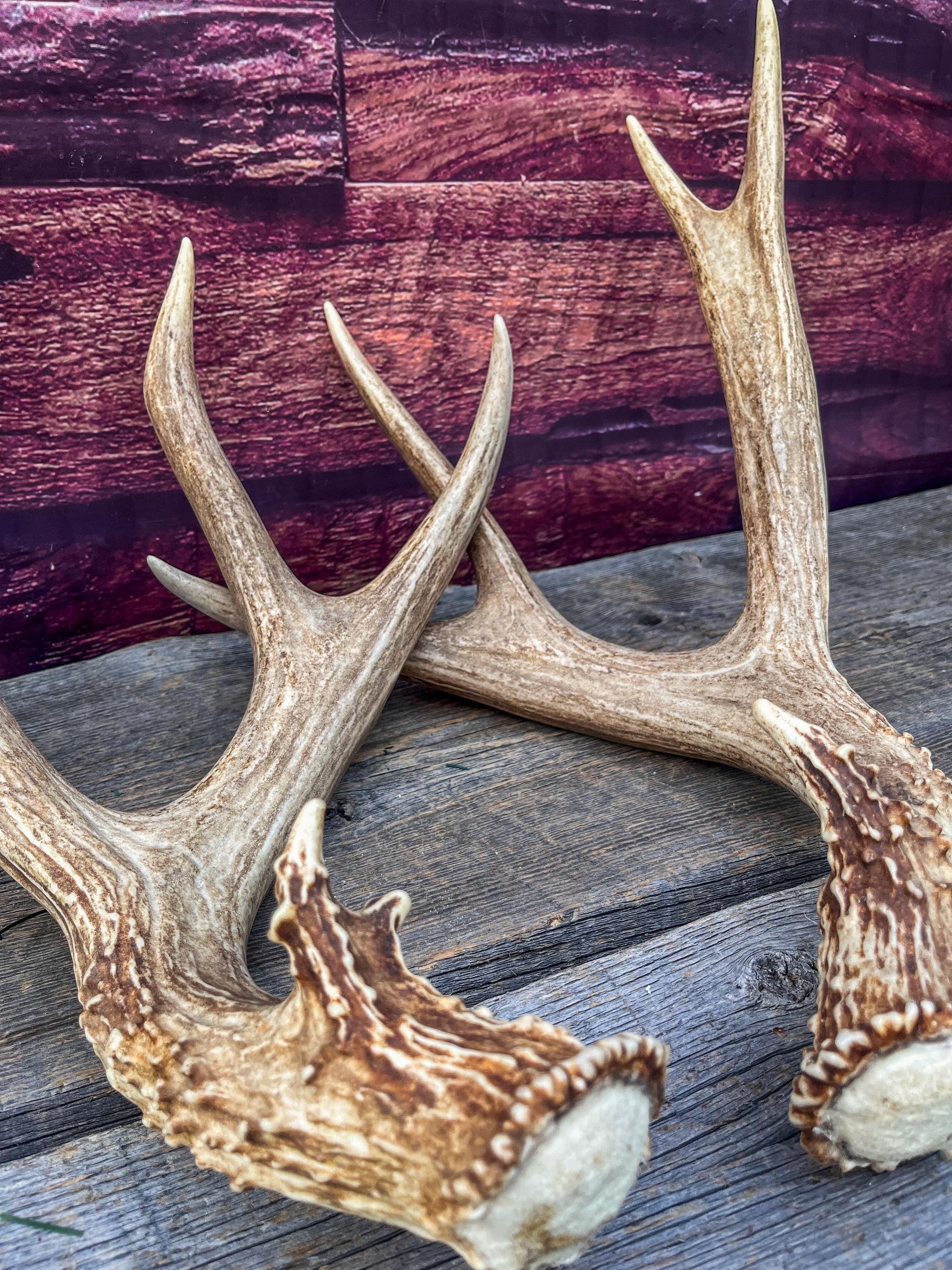 Large Mule Deer antlers. Exceptionally Fresh Canadian Deer Antlers for Crafting Decor and More