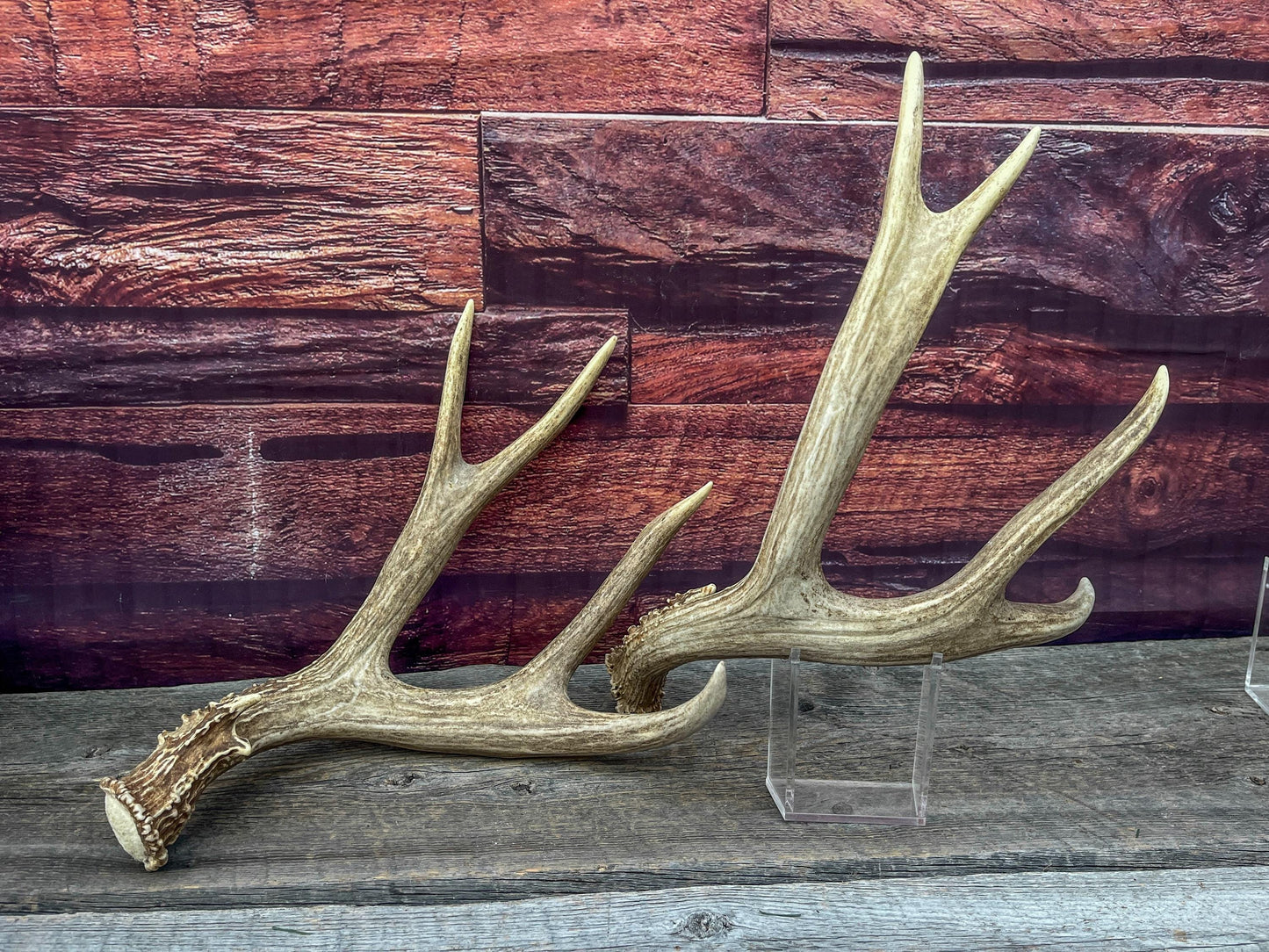 Large Mule Deer antlers. Exceptionally Fresh Canadian Deer Antlers for Crafting Decor and More
