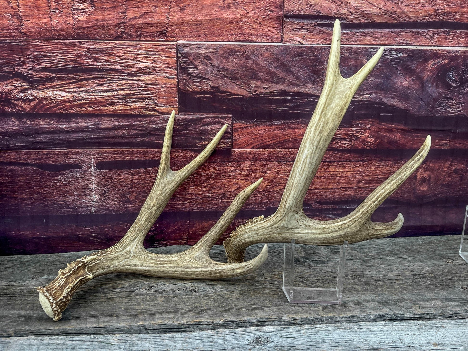 Large Mule Deer antlers. Exceptionally Fresh Canadian Deer Antlers for Crafting Decor and More