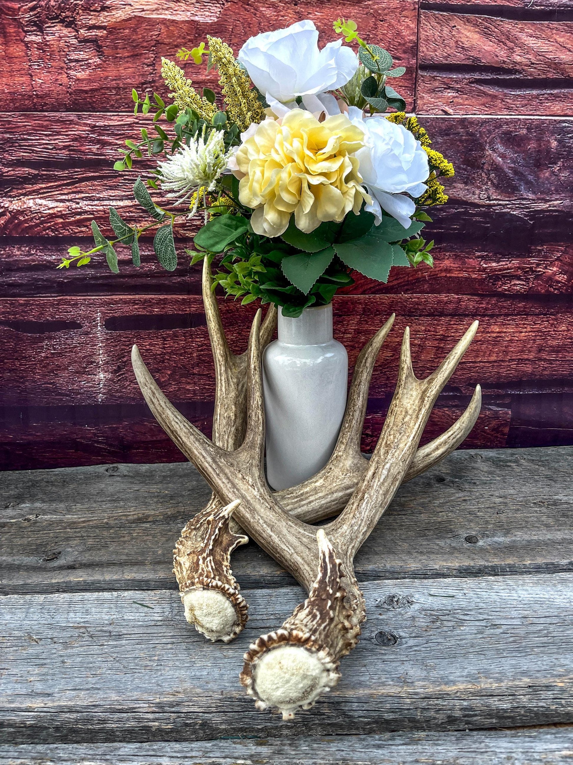 Large Mule Deer antlers. Exceptionally Fresh Canadian Deer Antlers for Crafting Decor and More
