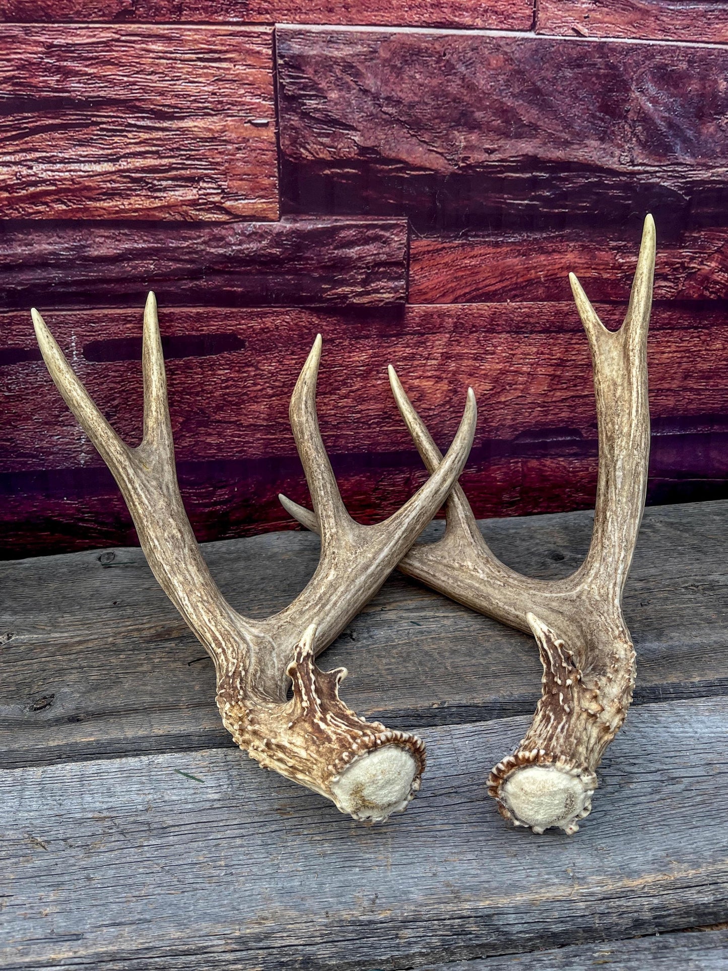 Large Mule Deer antlers. Exceptionally Fresh Canadian Deer Antlers for Crafting Decor and More