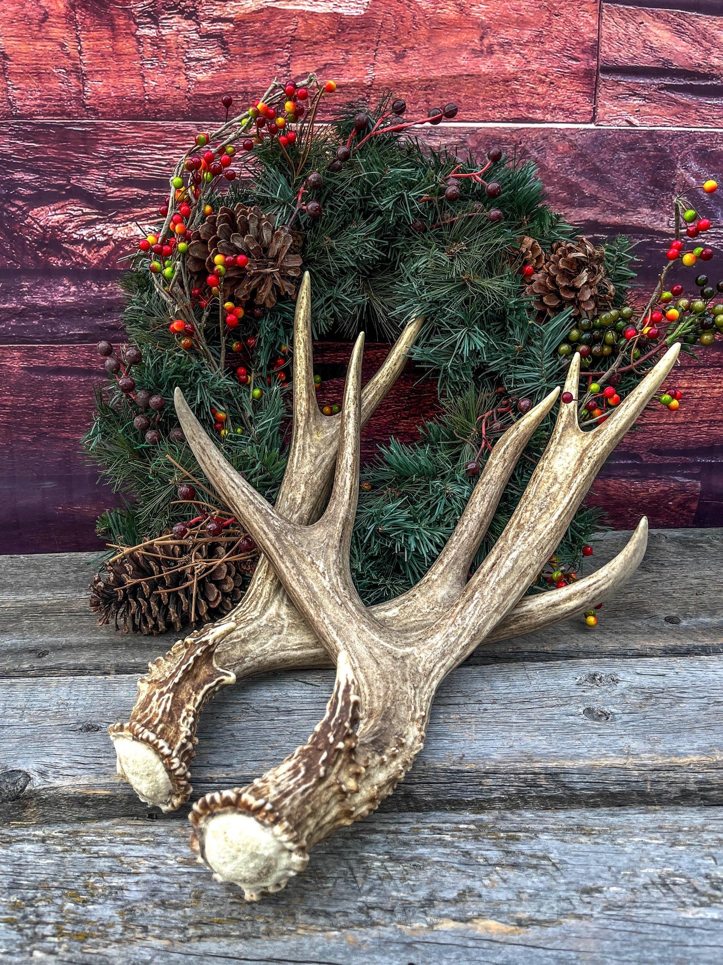 Large Mule Deer antlers. Exceptionally Fresh Canadian Deer Antlers for Crafting Decor and More