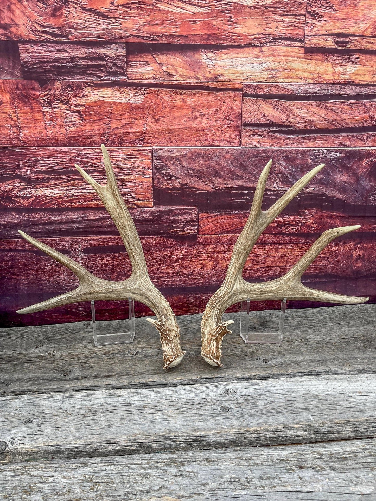 Large Mule Deer antlers. Exceptionally Fresh Canadian Deer Antlers for Crafting Decor and More