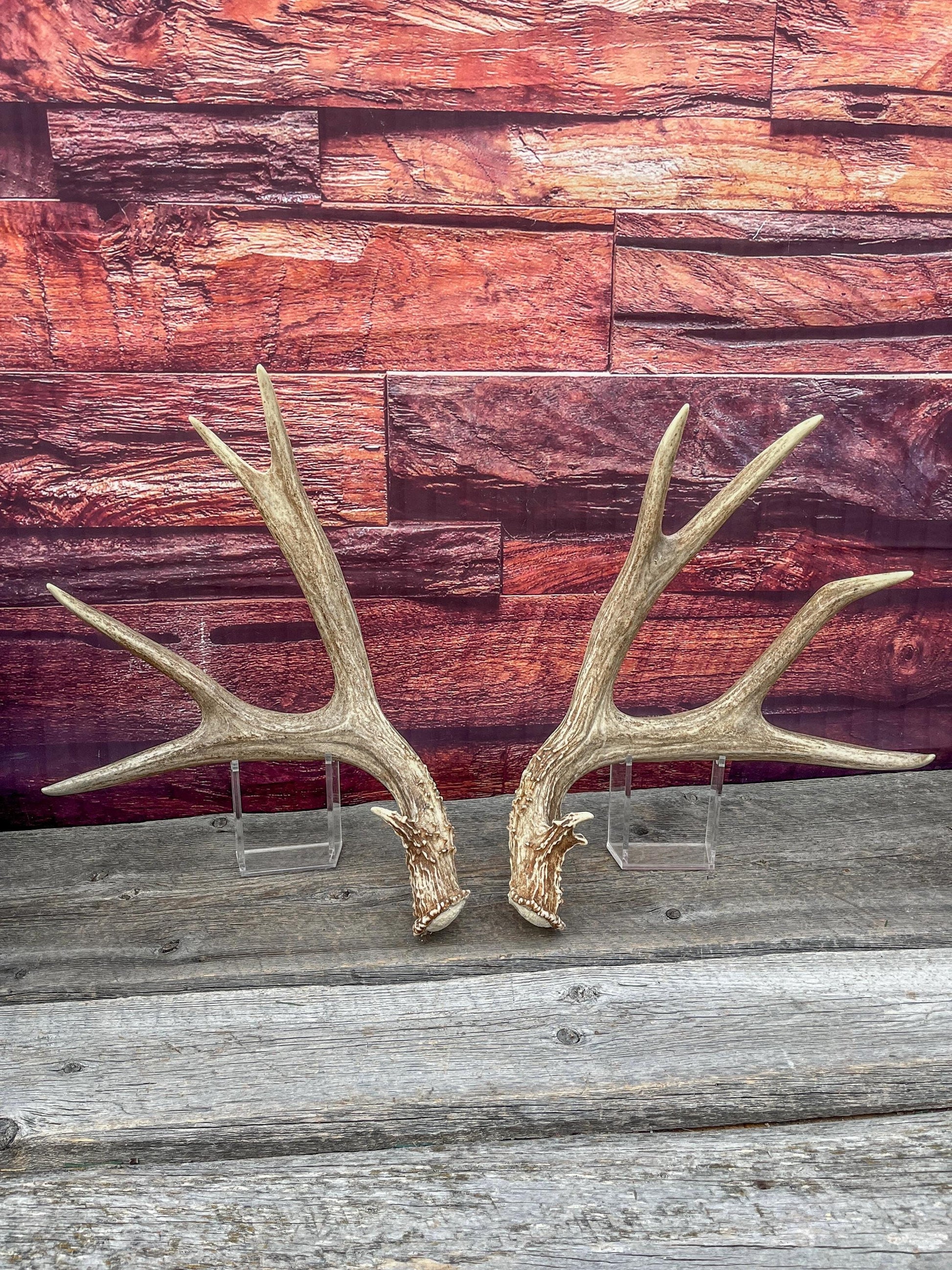 Large Mule Deer antlers. Exceptionally Fresh Canadian Deer Antlers for Crafting Decor and More