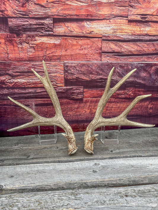 Large Mule Deer antlers. Exceptionally Fresh Canadian Deer Antlers for Crafting Decor and More