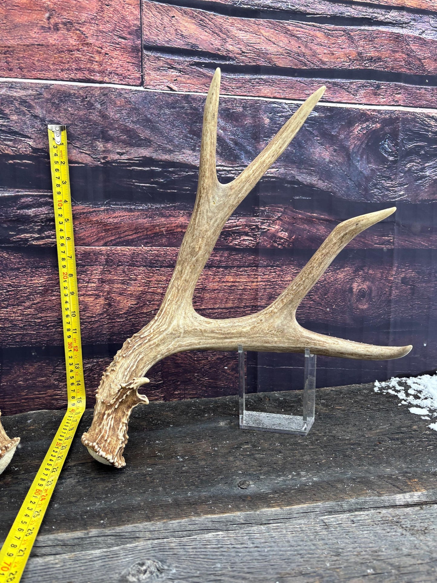 Large Mule Deer antlers. Exceptionally Fresh Canadian Deer Antlers for Crafting Decor and More