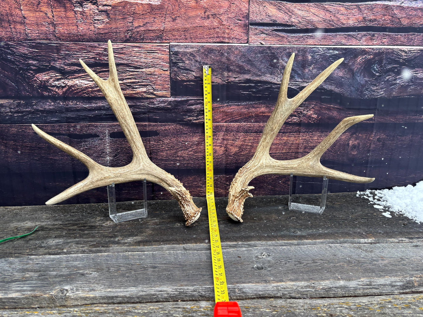 Large Mule Deer antlers. Exceptionally Fresh Canadian Deer Antlers for Crafting Decor and More
