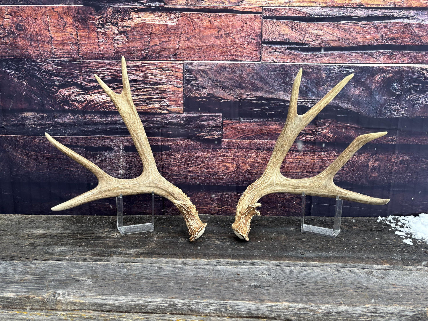 Large Mule Deer antlers. Exceptionally Fresh Canadian Deer Antlers for Crafting Decor and More