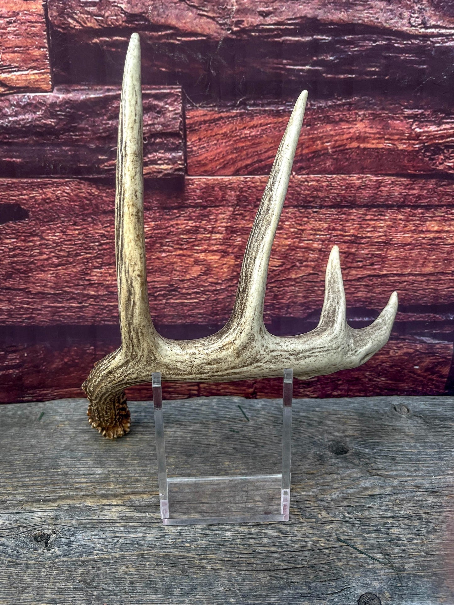 Deer Antler - Classic White-tailed deer Antler. Wild 5pt antler for decor, design, and more!