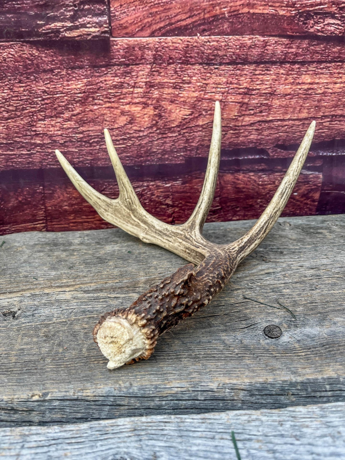 Deer Antler - Classic White-tailed deer Antler. Wild 5pt antler for decor, design, and more!