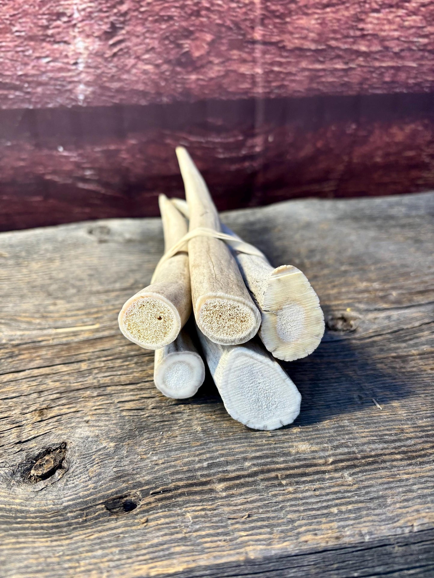 Antler Tips - 5 Pack of 6"-8" Tine Tips or "Dinosaur Teeth" for Crafting, Decor and More