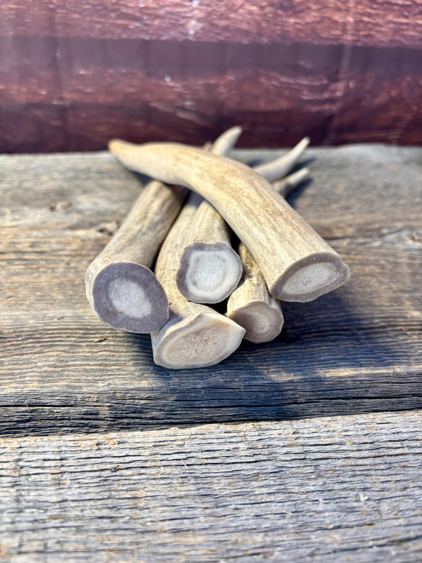 Antler Tips - 5 Pack of 8"-11" Tine Tips or "Dinosaur Teeth" for Crafting, Decor and More