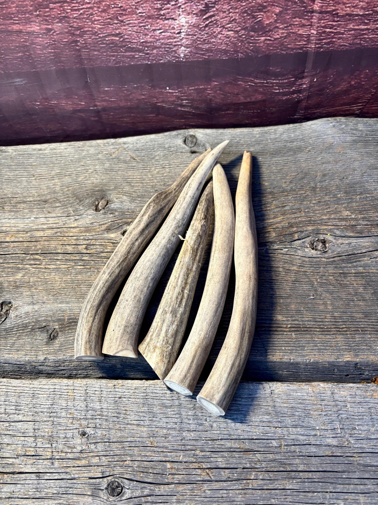 Antler Tips - 5 Pack of 8"-11" Tine Tips or "Dinosaur Teeth" for Crafting, Decor and More