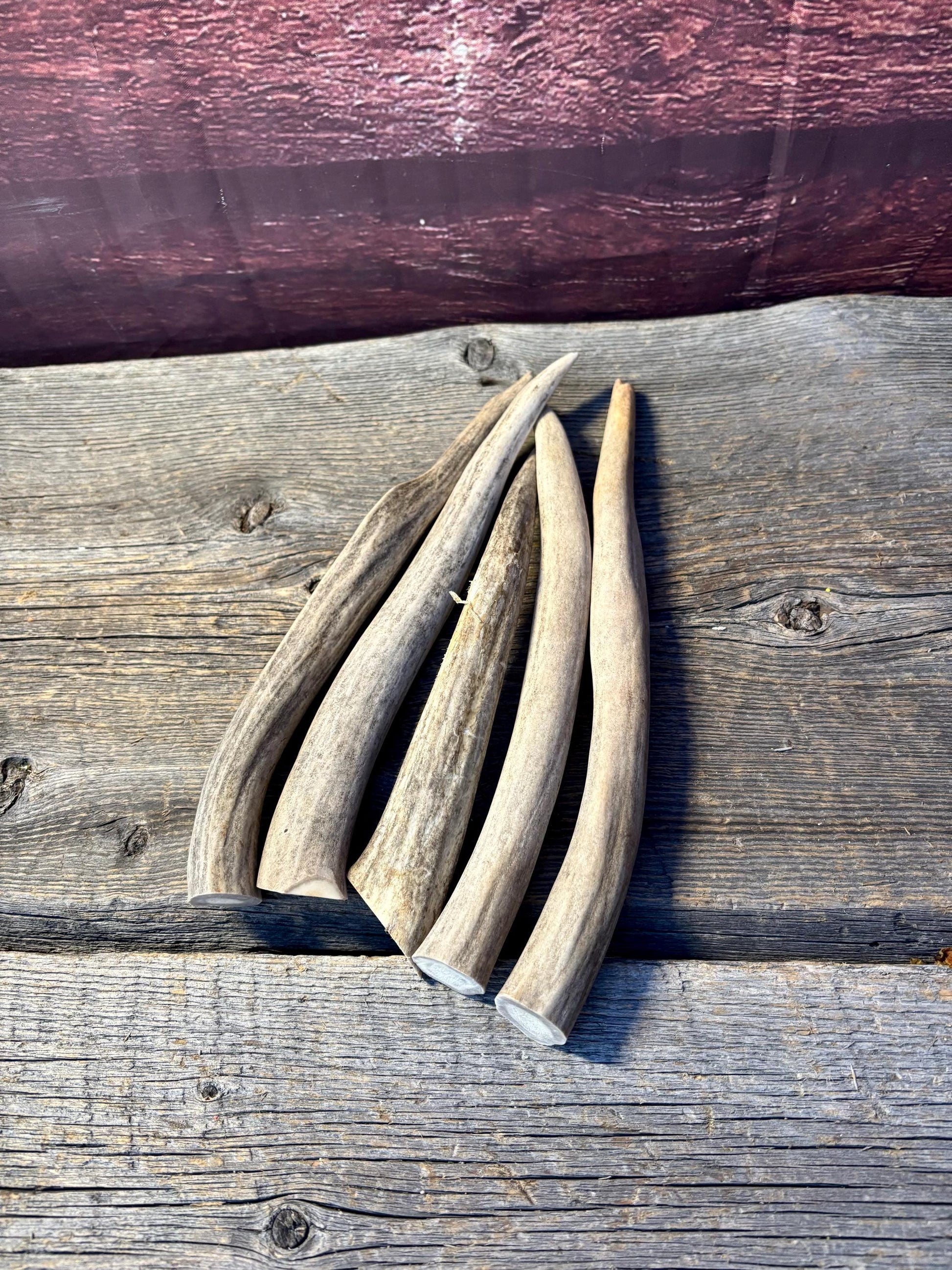 Antler Tips - 5 Pack of 8"-11" Tine Tips or "Dinosaur Teeth" for Crafting, Decor and More