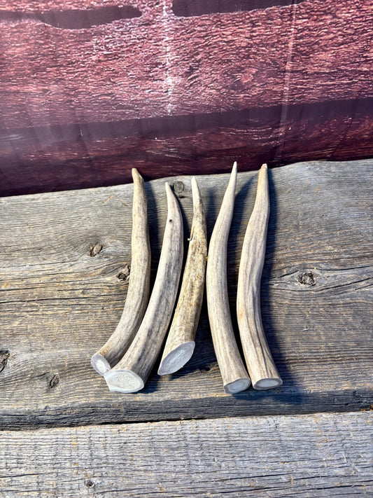 Antler Tips - 5 Pack of 8"-11" Tine Tips or "Dinosaur Teeth" for Crafting, Decor and More