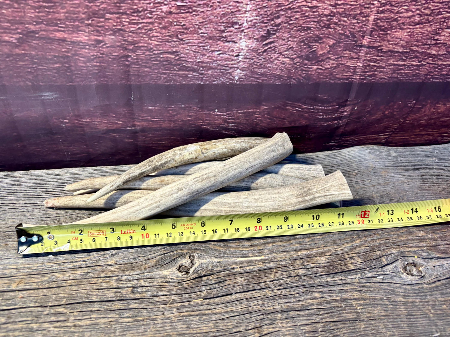 Antler Tips - 5 Pack of 8"-11" Tine Tips or "Dinosaur Teeth" for Crafting, Decor and More