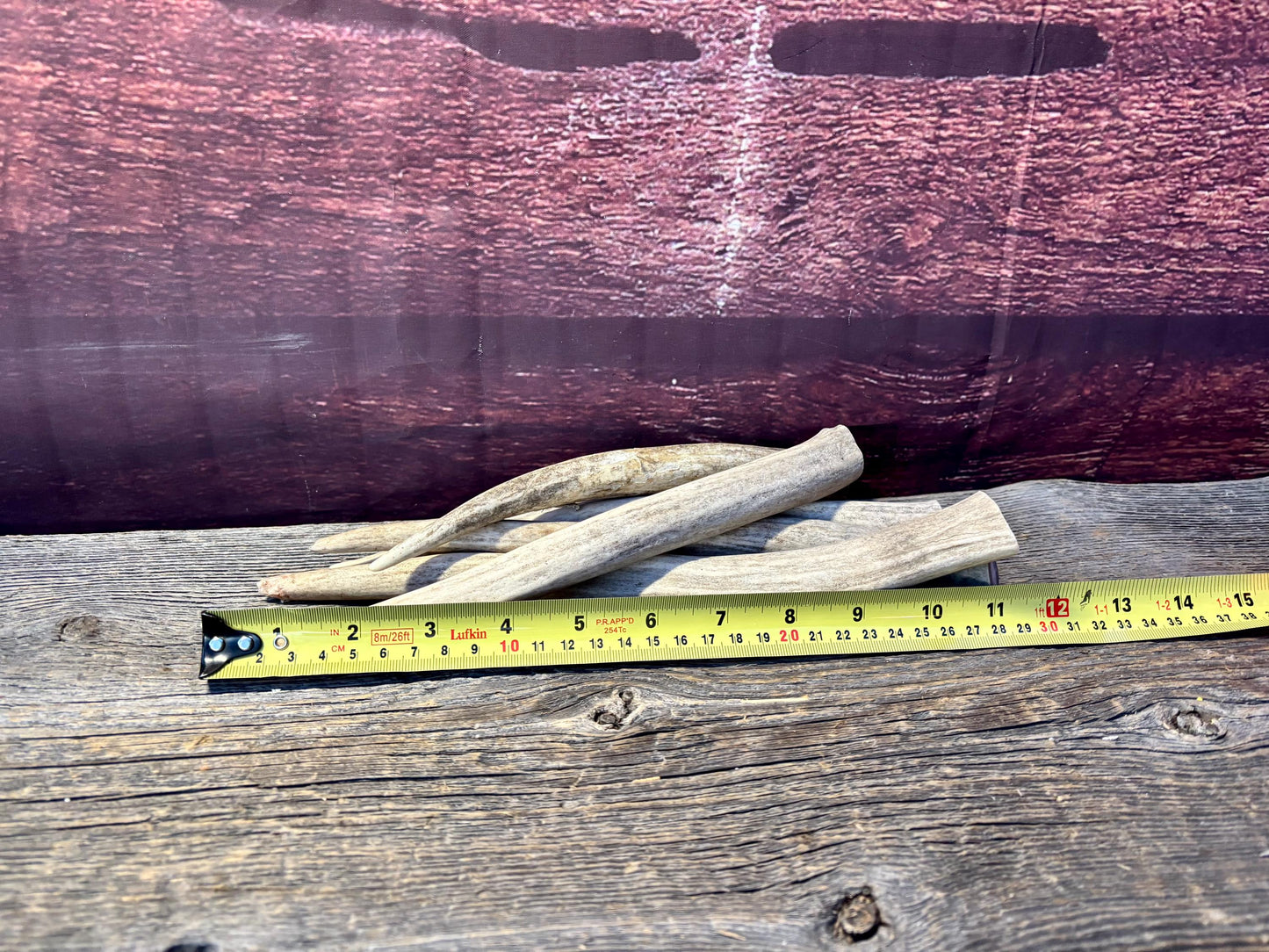 Antler Tips - 5 Pack of 8"-11" Tine Tips or "Dinosaur Teeth" for Crafting, Decor and More