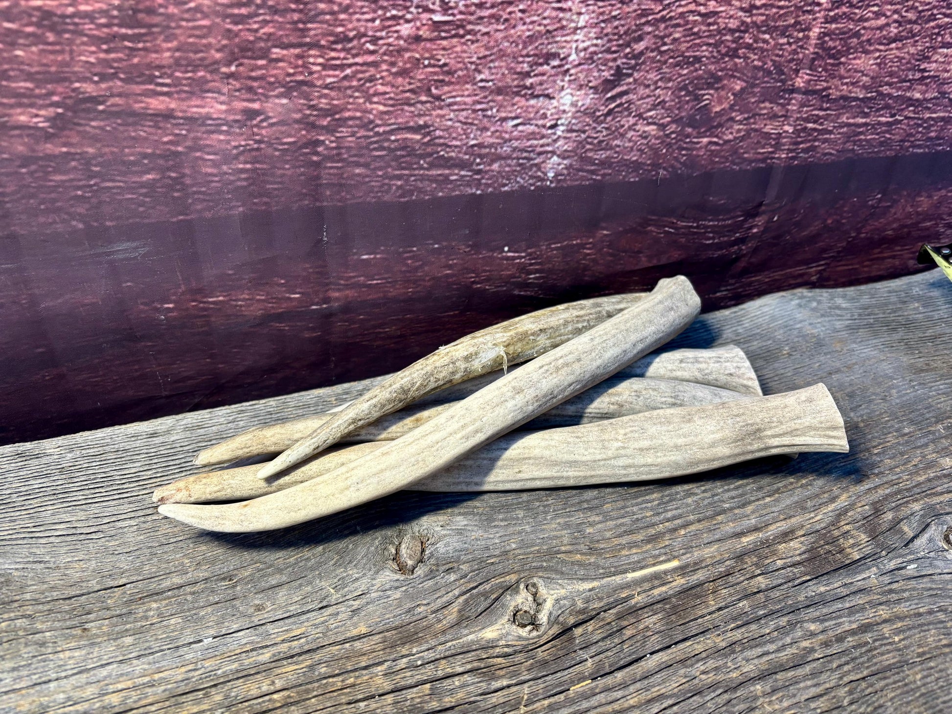 Antler Tips - 5 Pack of 8"-11" Tine Tips or "Dinosaur Teeth" for Crafting, Decor and More