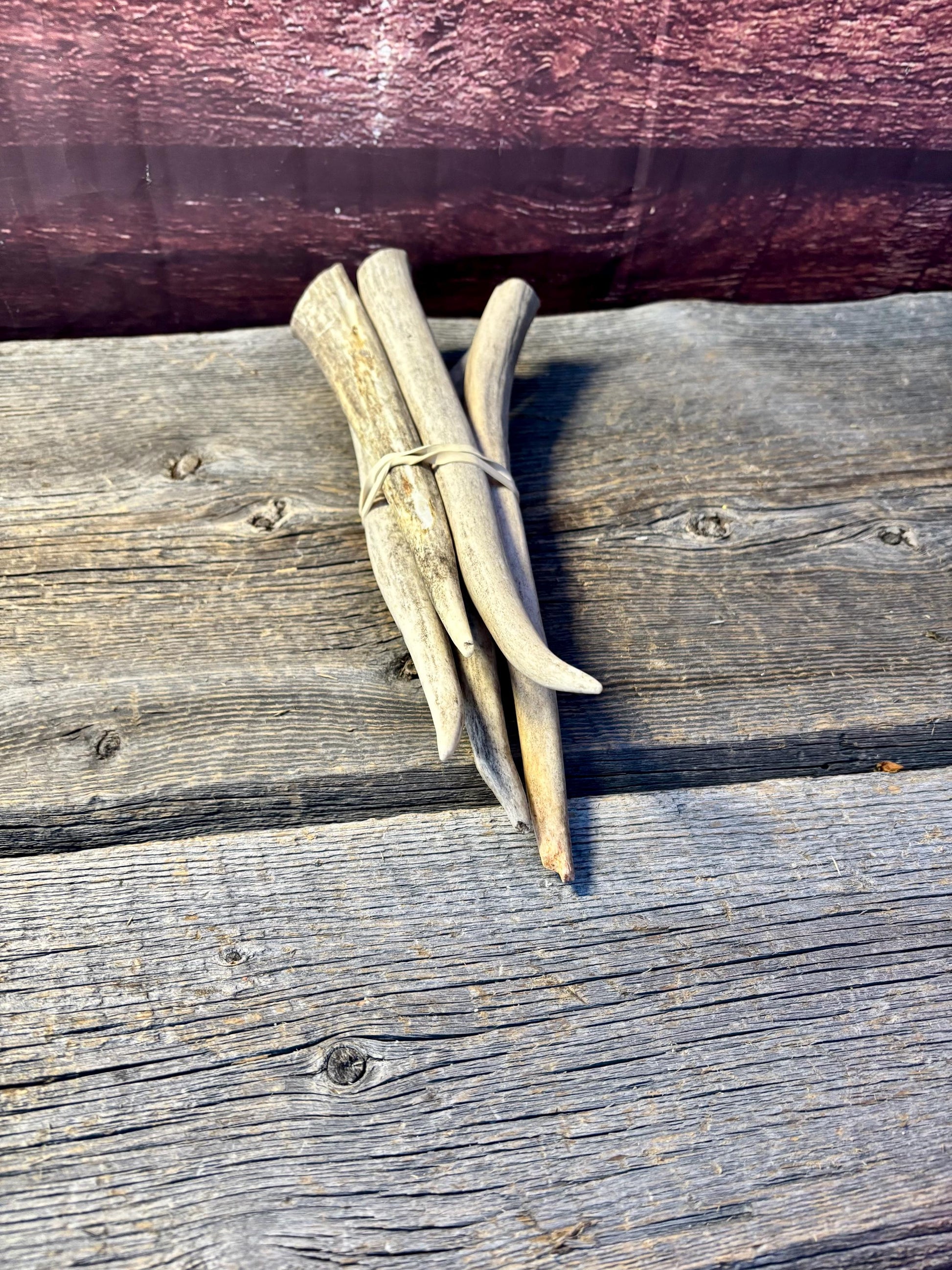 Antler Tips - 5 Pack of 8"-11" Tine Tips or "Dinosaur Teeth" for Crafting, Decor and More