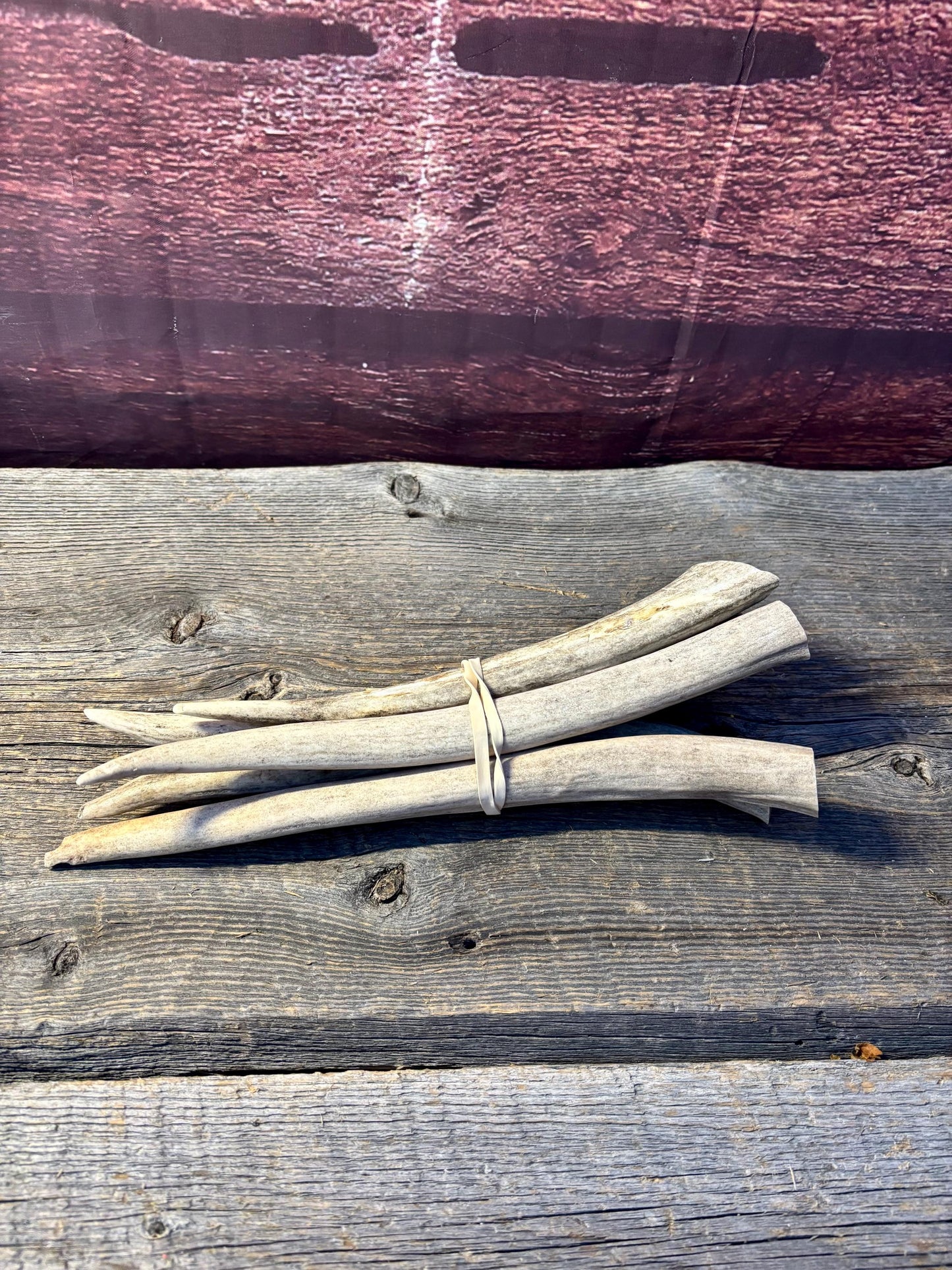 Antler Tips - 5 Pack of 8"-11" Tine Tips or "Dinosaur Teeth" for Crafting, Decor and More