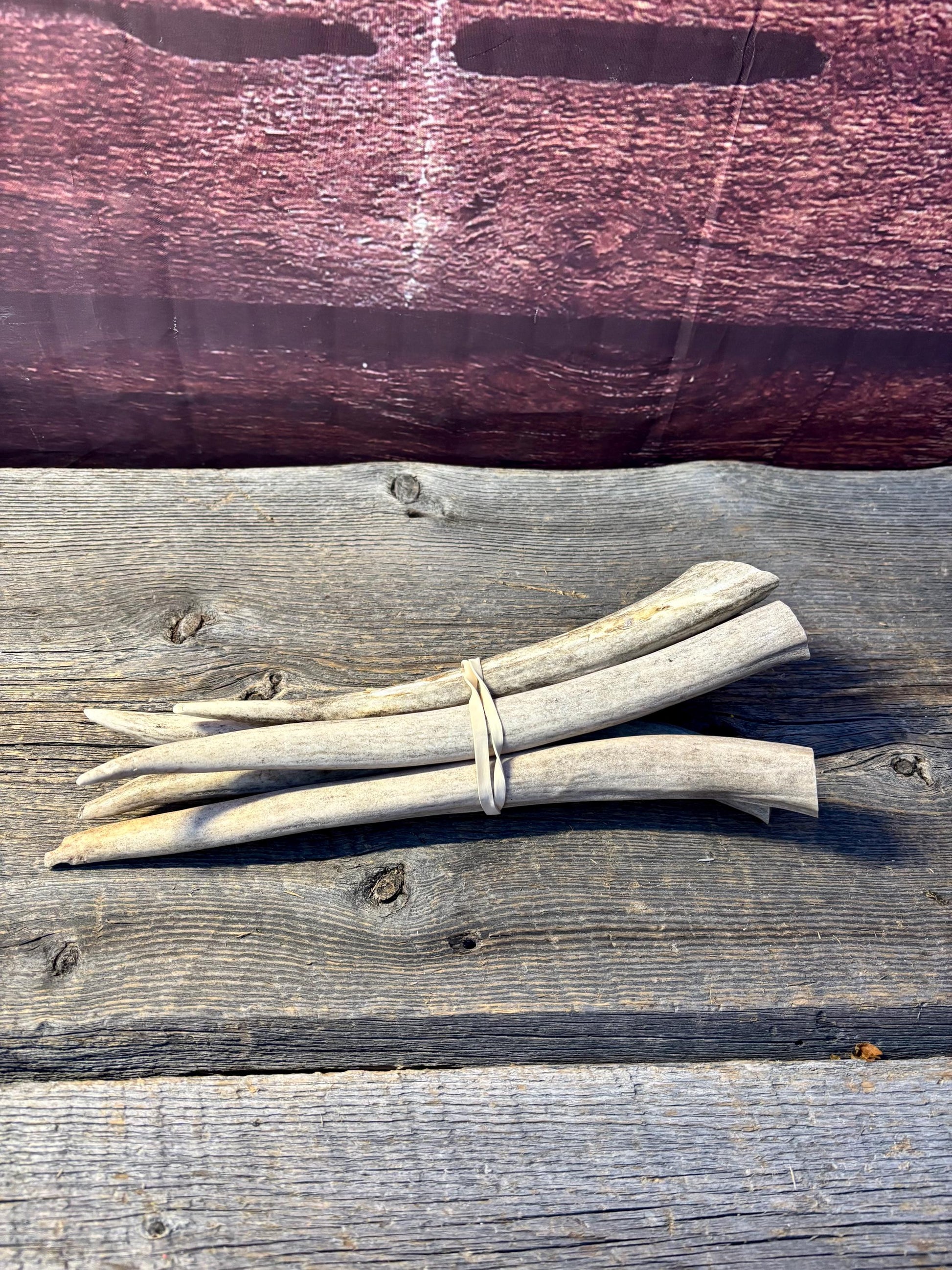 Antler Tips - 5 Pack of 8"-11" Tine Tips or "Dinosaur Teeth" for Crafting, Decor and More