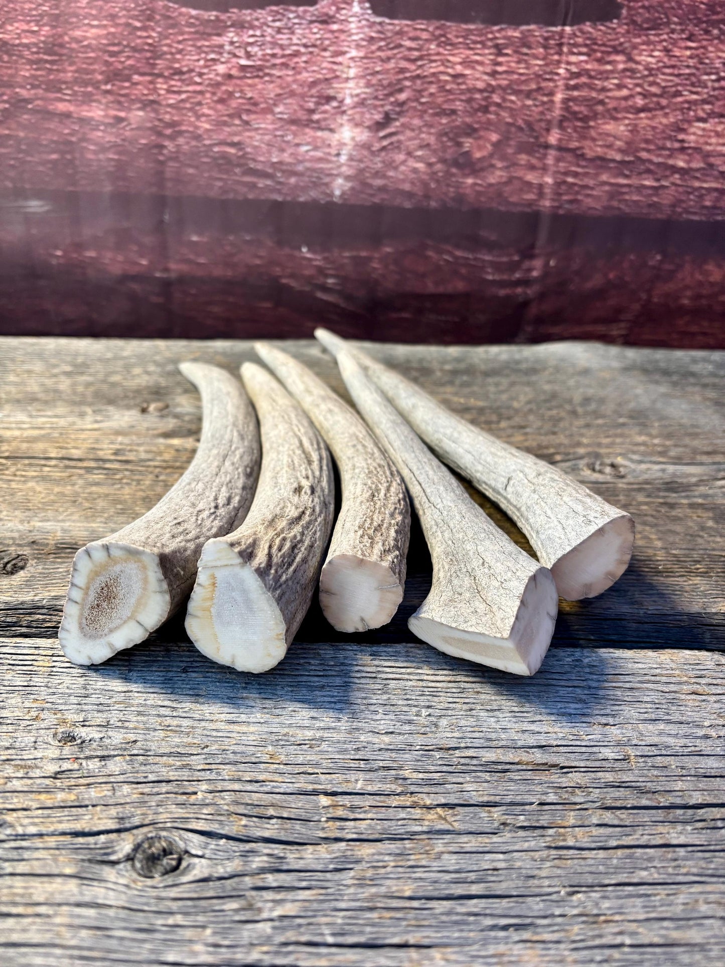 Moose Antler Tips - 5 Pack of 9"-12" Tips or "Dinosaur Teeth" for Crafting, Decor and More