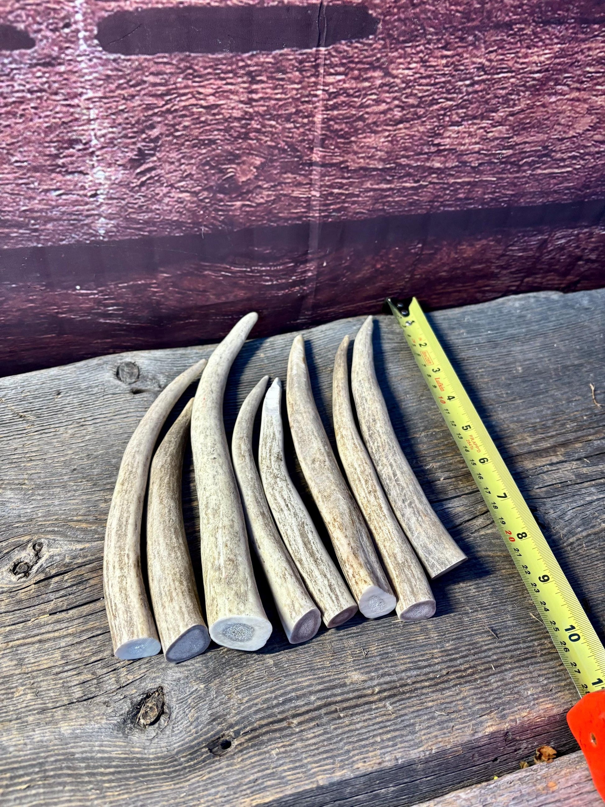 Antler Tips - 1.2lbs (8pcs) Premium Antler tips for Crafting decor and more.