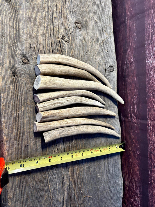 Antler Tips - 1.2lbs (8pcs) Premium Antler tips for Crafting decor and more.