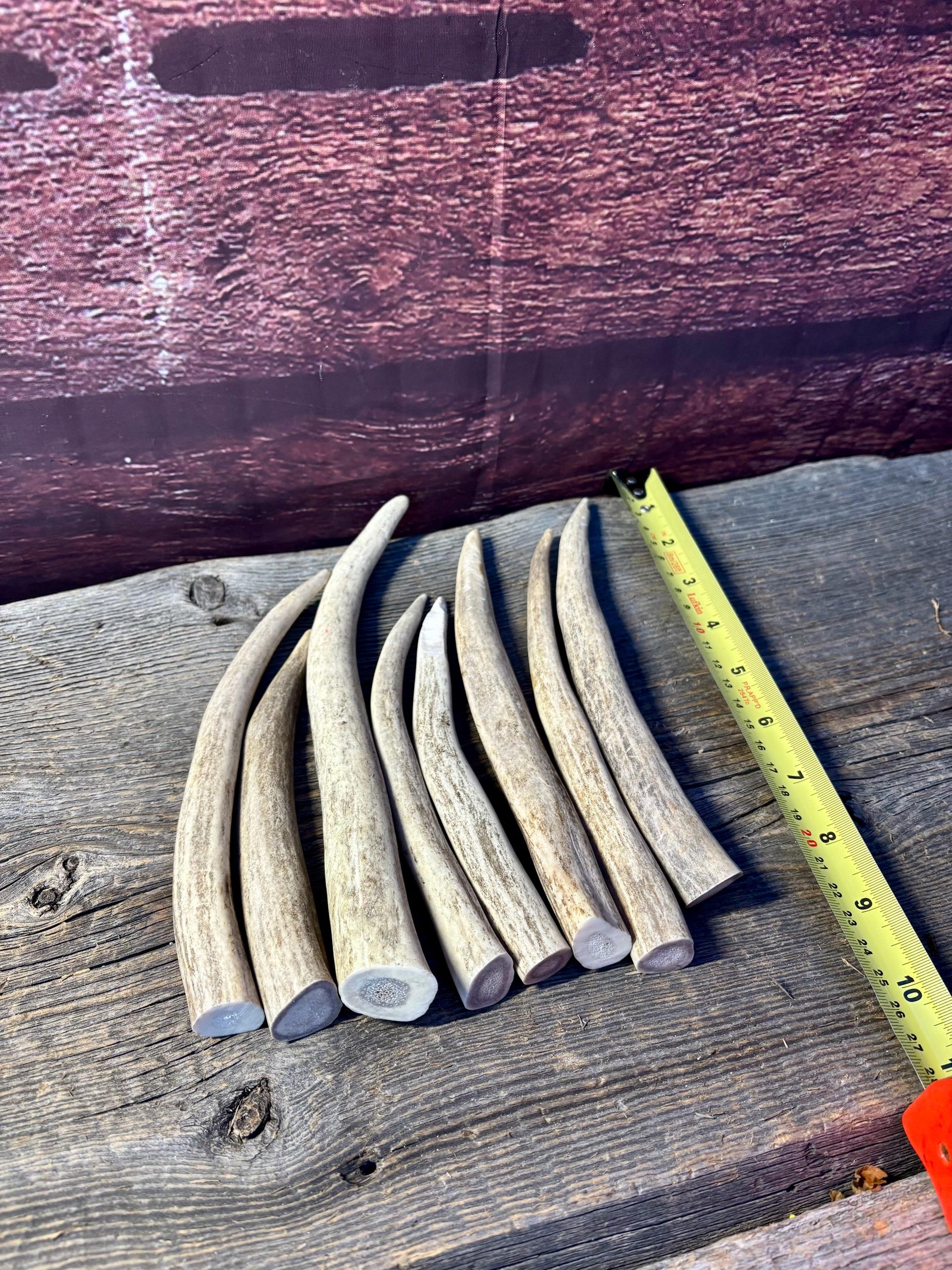 Antler Tips - 1.2lbs (8pcs) Premium Antler tips for Crafting decor and more.