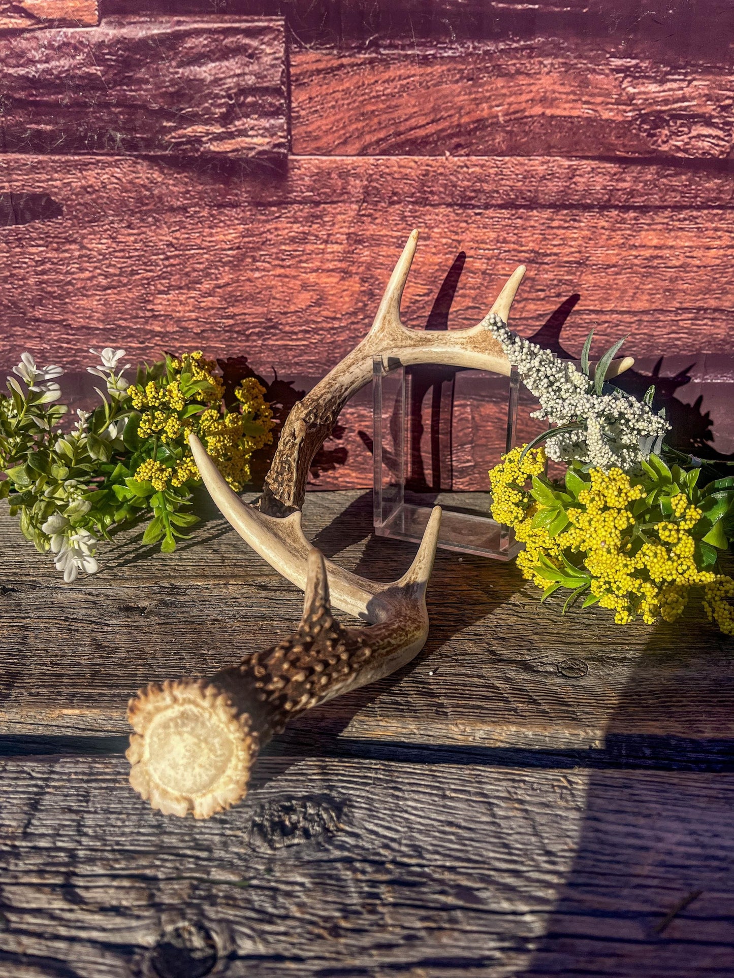 White-Tailed Deer Antlers. Small Fresh Matching Set. Decor, design, crafting and more!