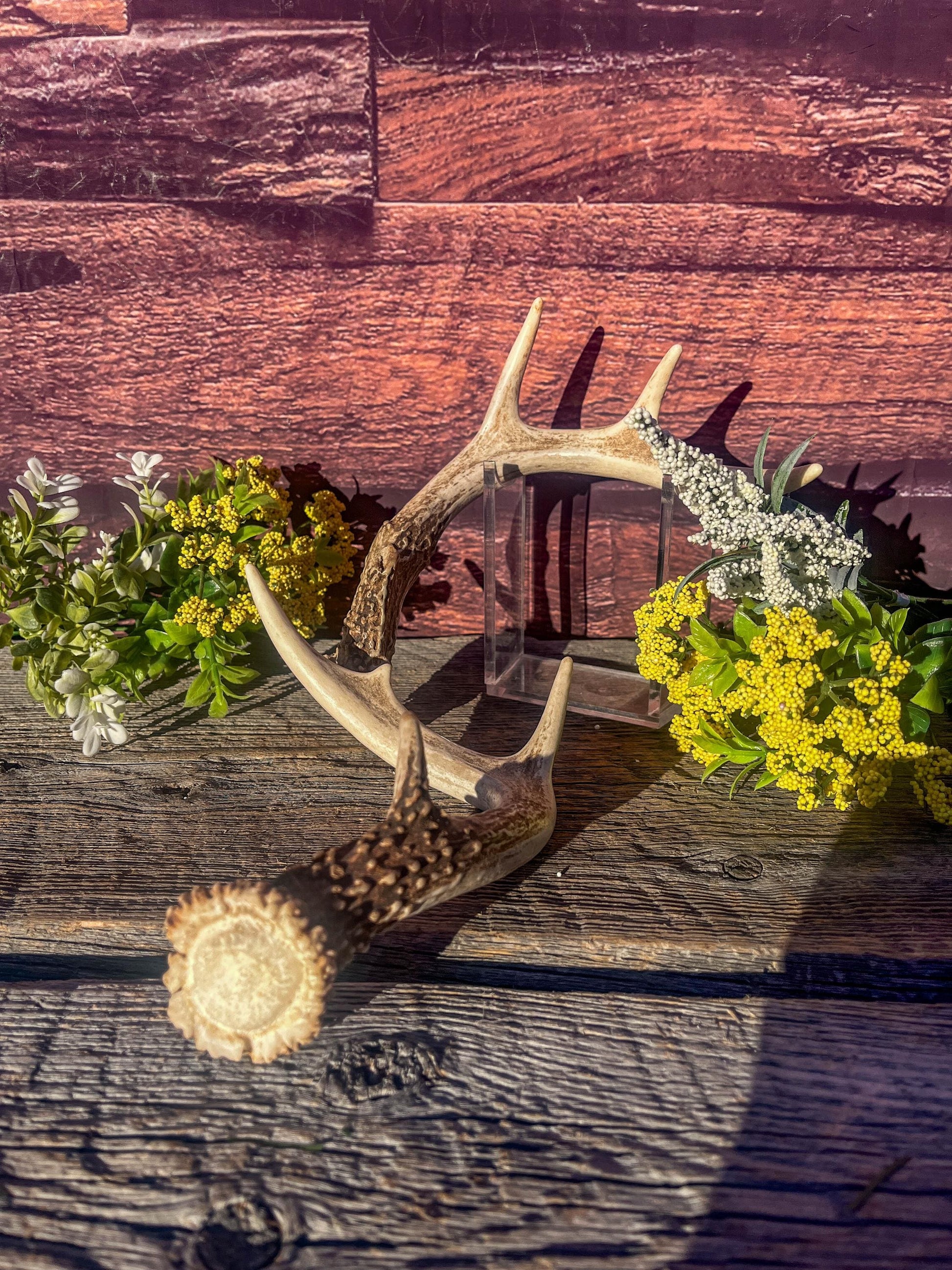 White-Tailed Deer Antlers. Small Fresh Matching Set. Decor, design, crafting and more!