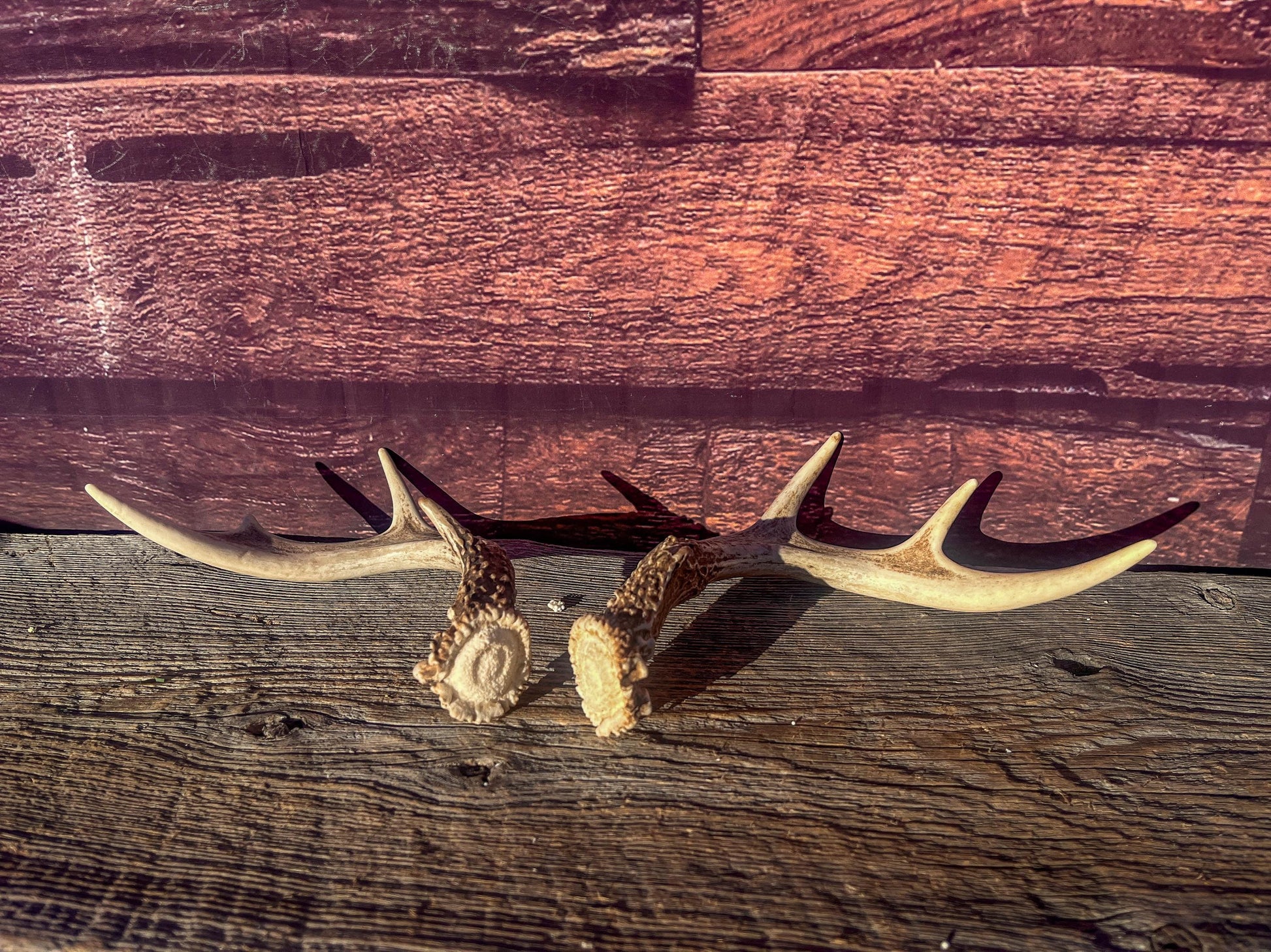 White-Tailed Deer Antlers. Small Fresh Matching Set. Decor, design, crafting and more!