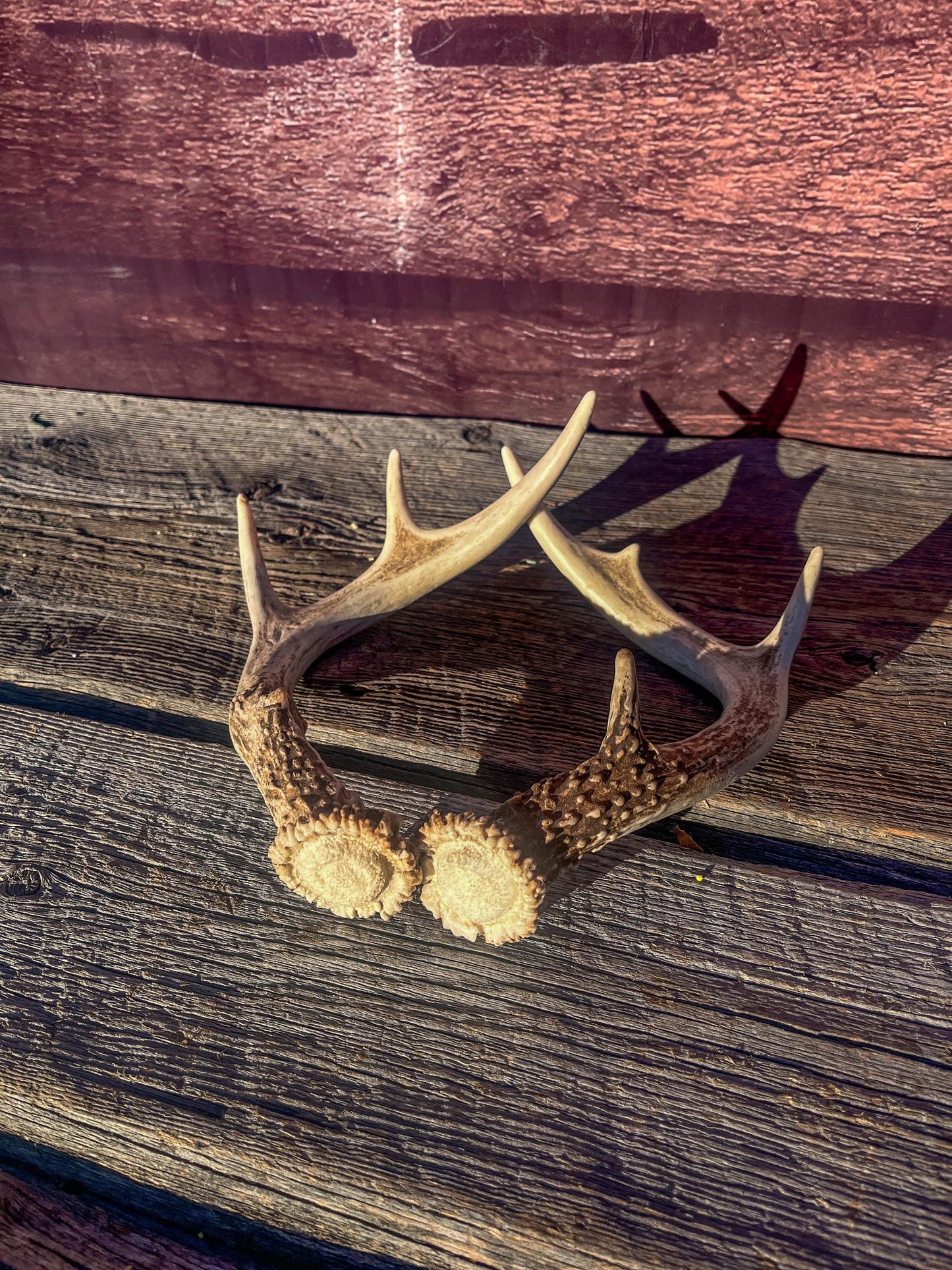 White-Tailed Deer Antlers. Small Fresh Matching Set. Decor, design, crafting and more!