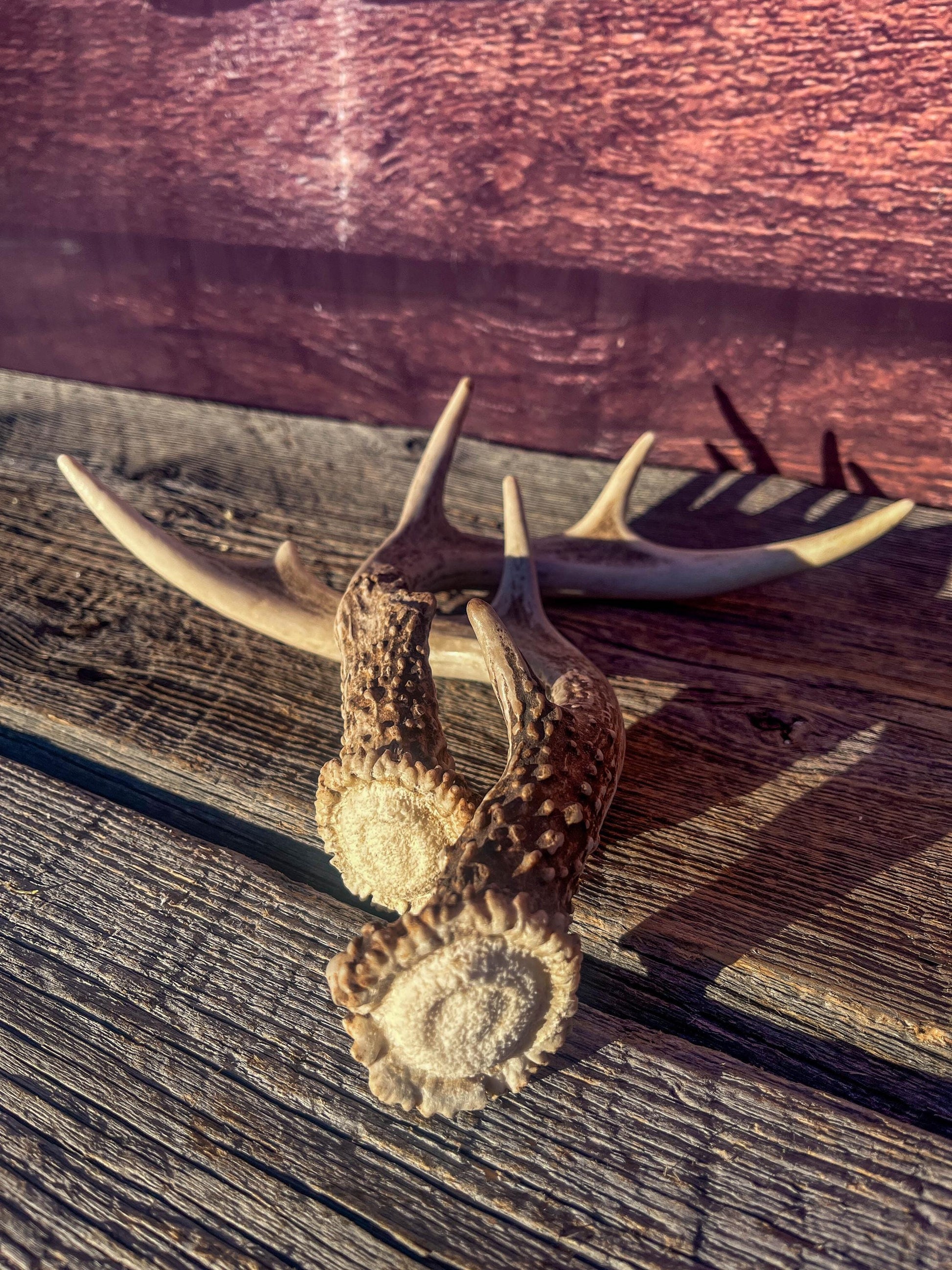 White-Tailed Deer Antlers. Small Fresh Matching Set. Decor, design, crafting and more!
