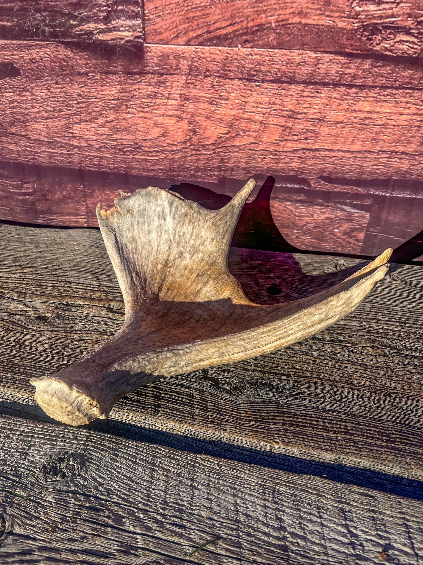 Old Moose Antler. For crafting, decor and more