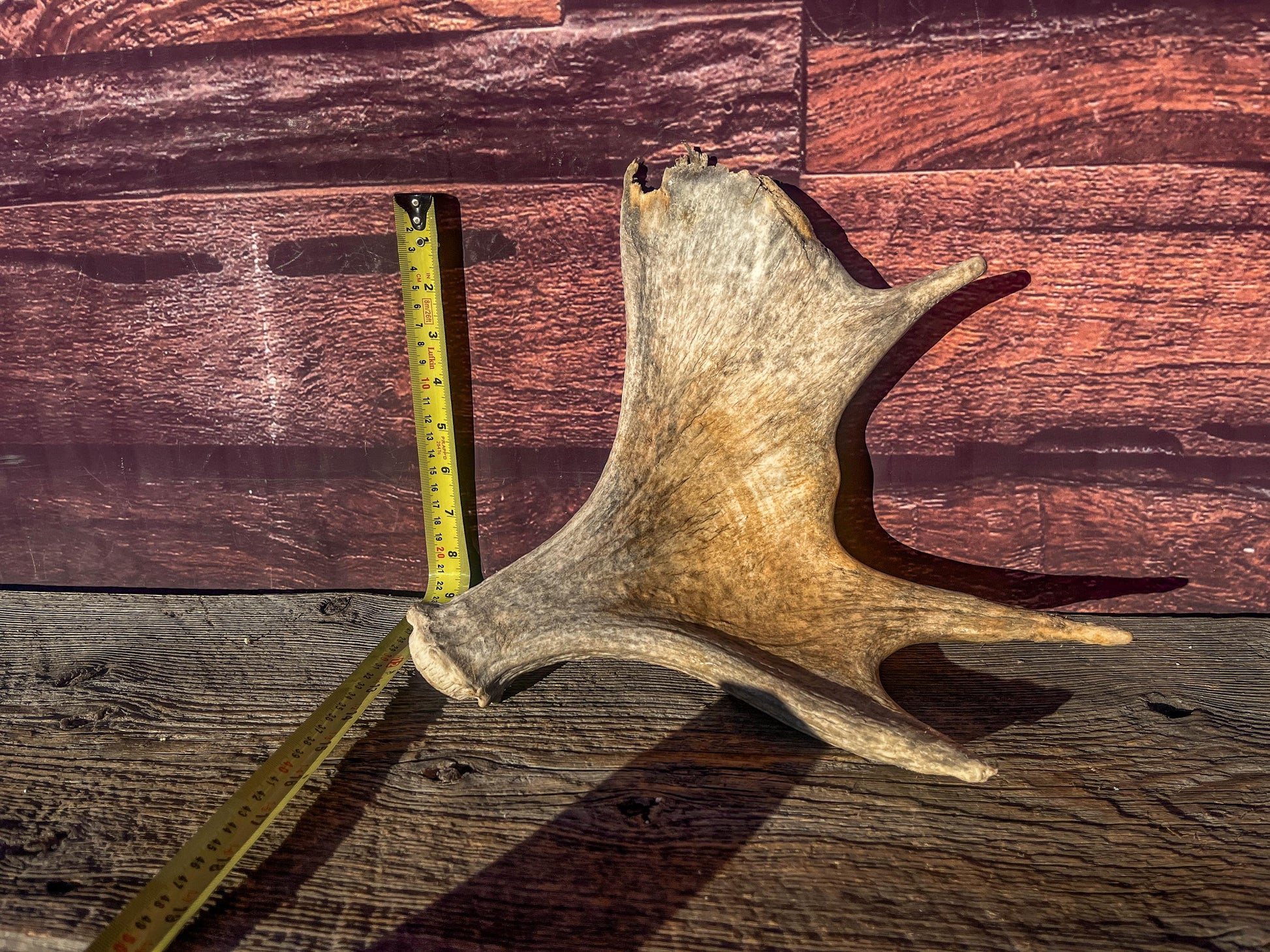 Old Moose Antler. For crafting, decor and more