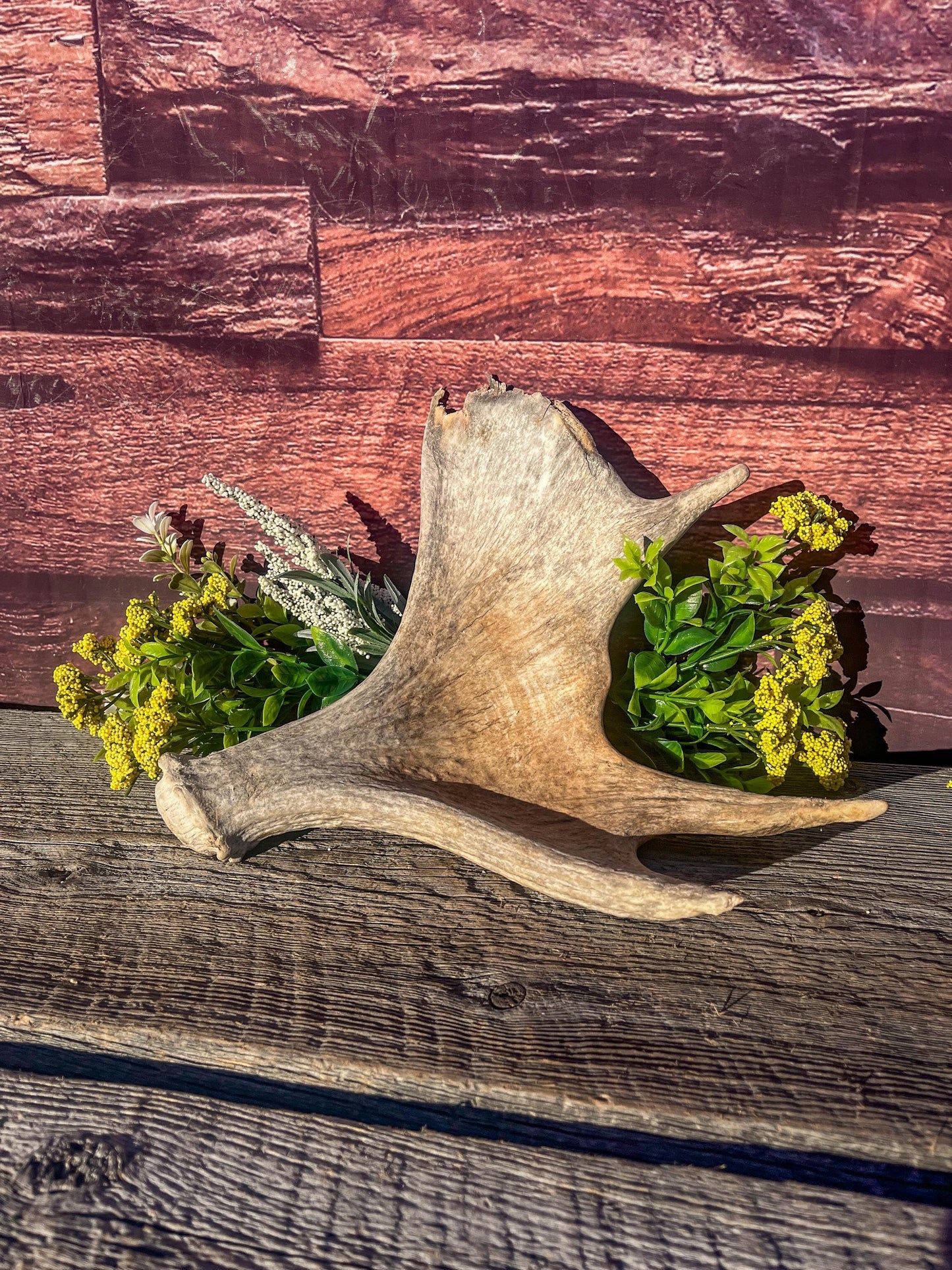 Old Moose Antler. For crafting, decor and more