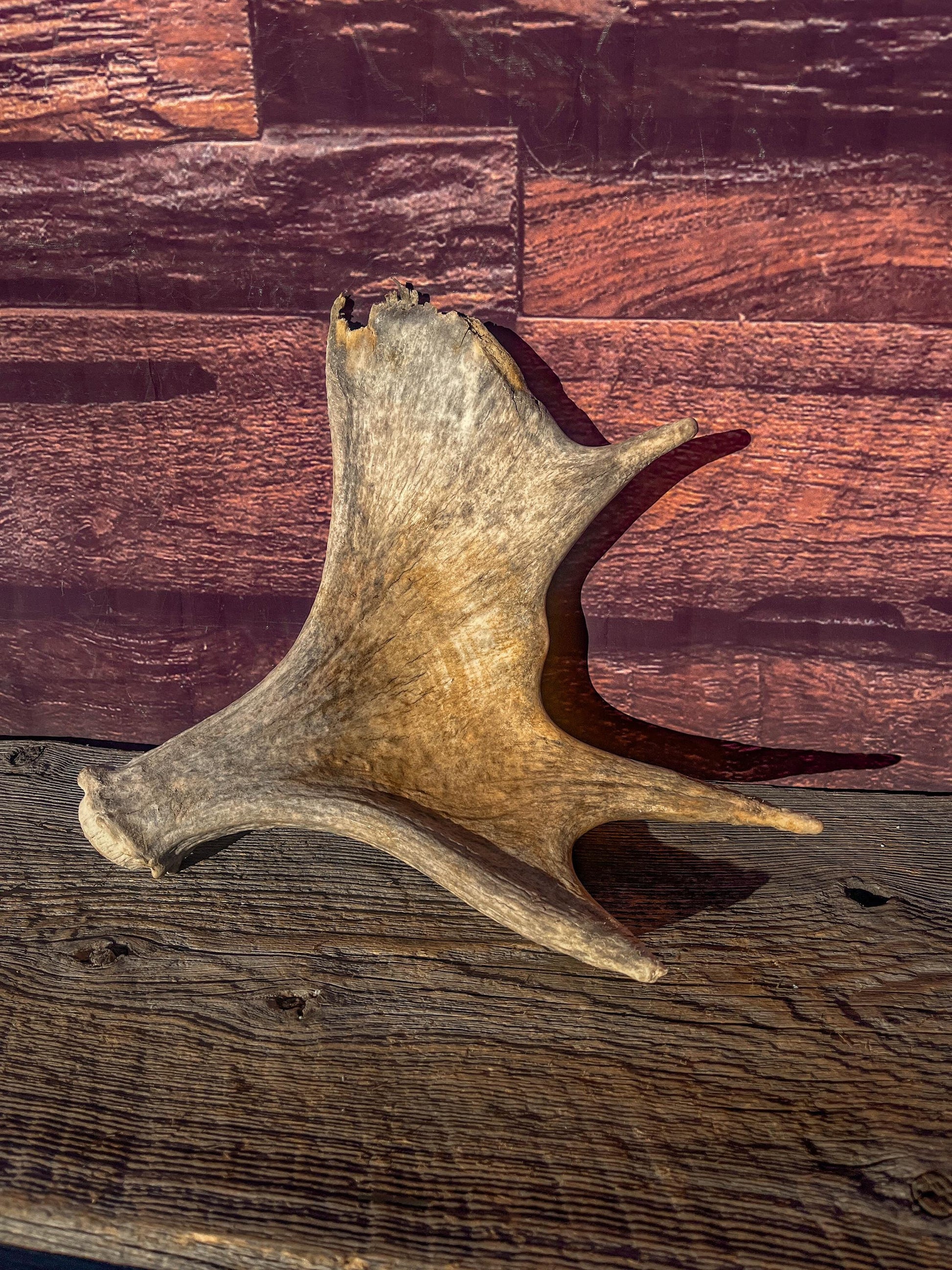 Old Moose Antler. For crafting, decor and more