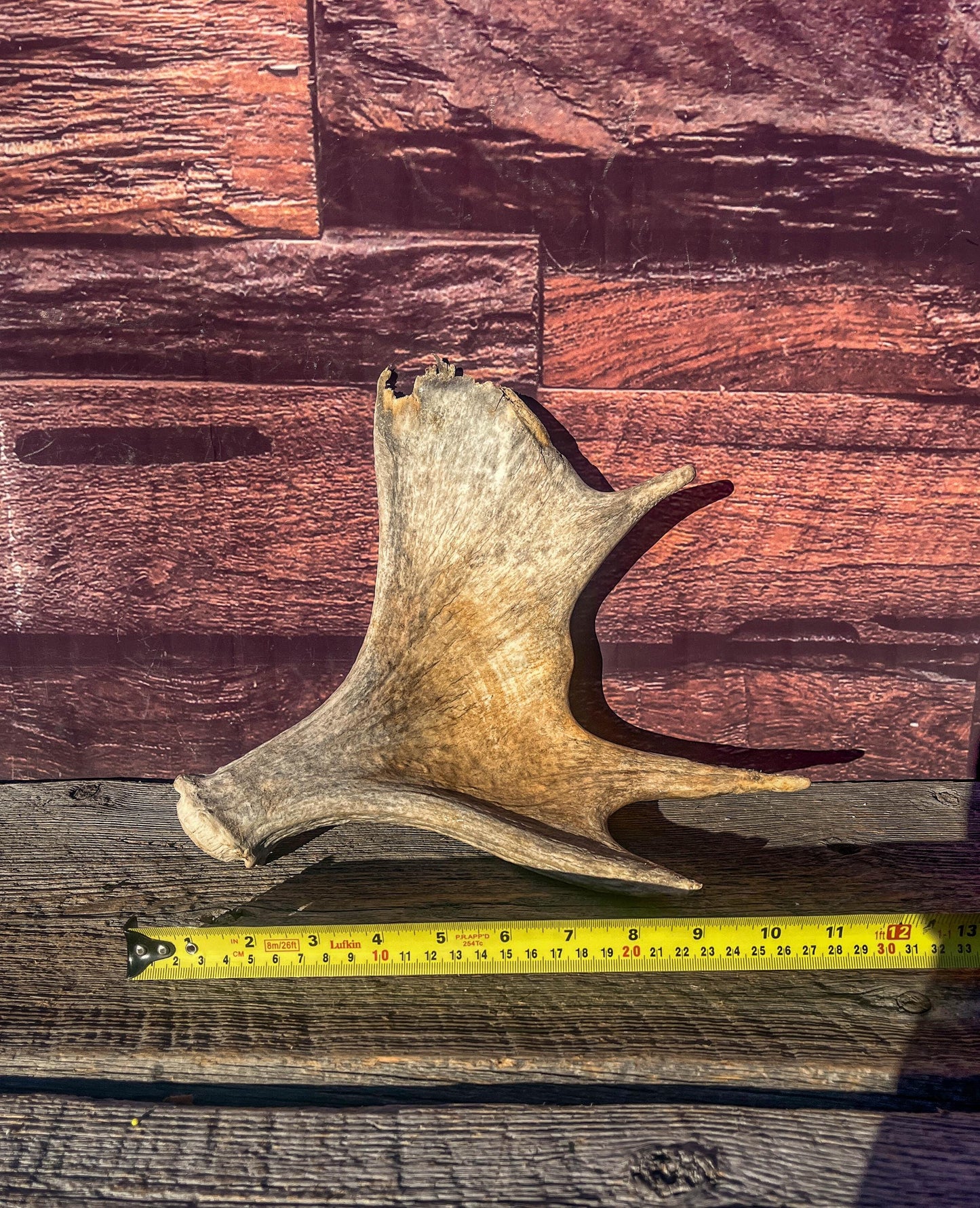 Old Moose Antler. For crafting, decor and more