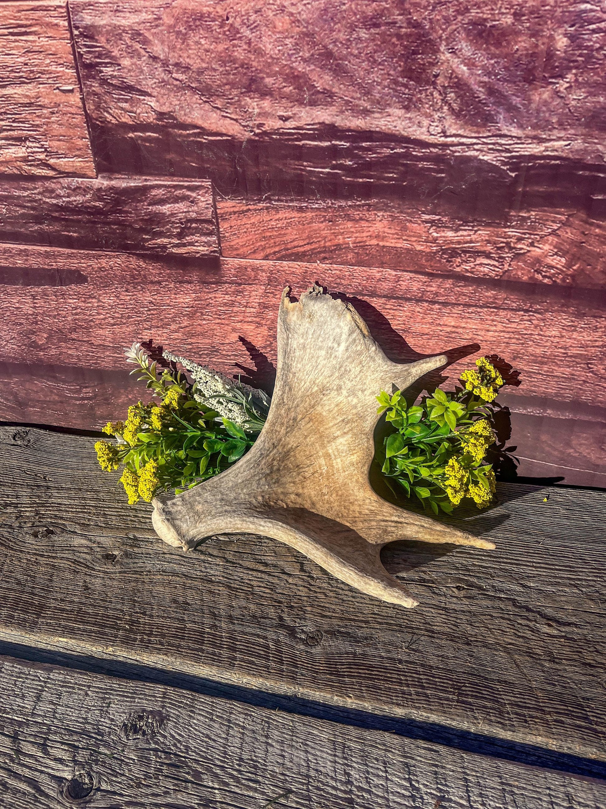 Old Moose Antler. For crafting, decor and more