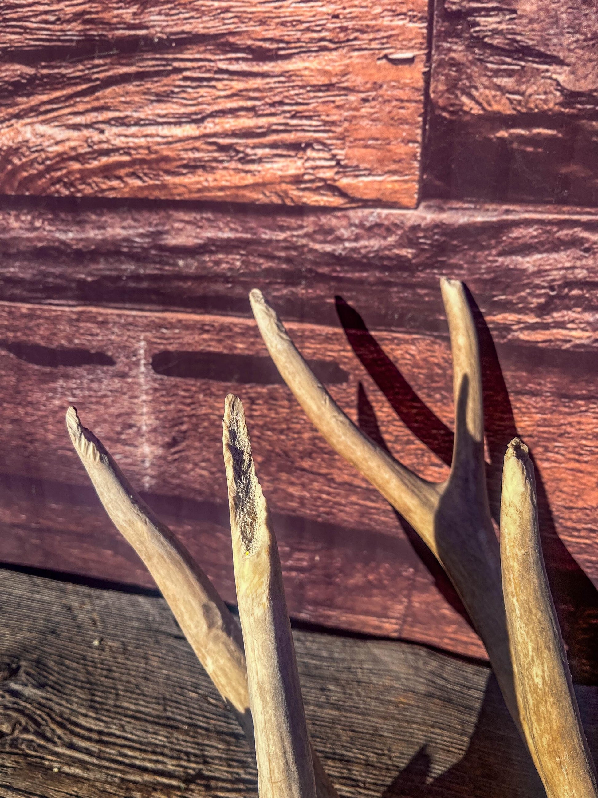 Matching Mule Deer Antler Set. For Decor. Wild, Naturally Shed, Canadian Deer Antlers.