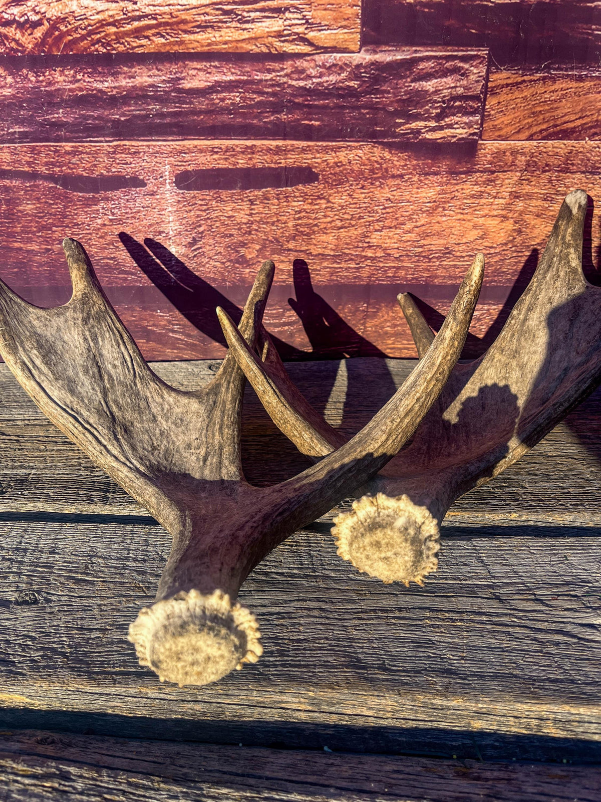 Moose Antler Pair. Medium Sized Canadian Moose Antlers - for Crafting, Decor and More