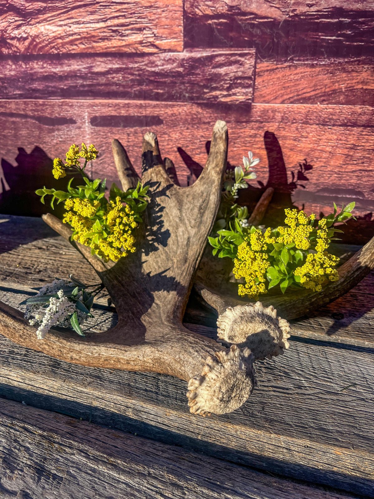 Moose Antler Pair. Medium Sized Canadian Moose Antlers - for Crafting, Decor and More