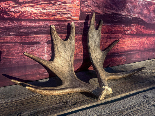Moose Antler Pair. Medium Sized Canadian Moose Antlers - for Crafting, Decor and More