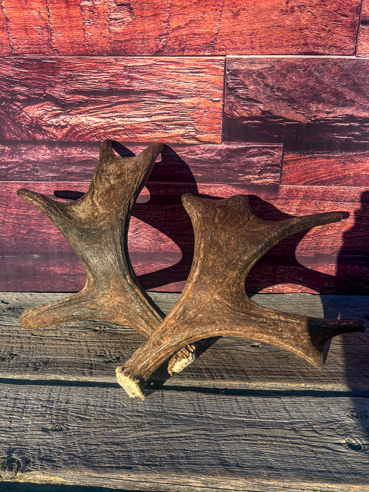 Moose Antler Pair. Medium Sized Canadian Moose Antlers - for Crafting, Decor and More