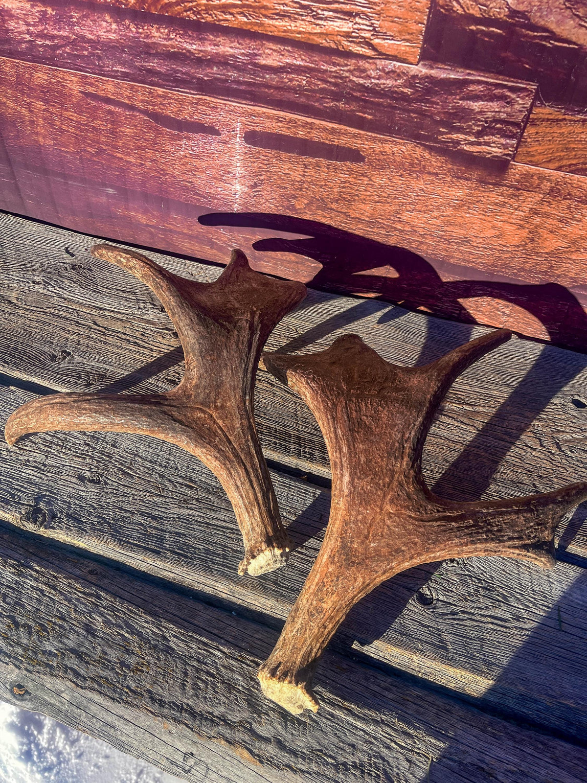 Moose Antler Pair. Medium Sized Canadian Moose Antlers - for Crafting, Decor and More