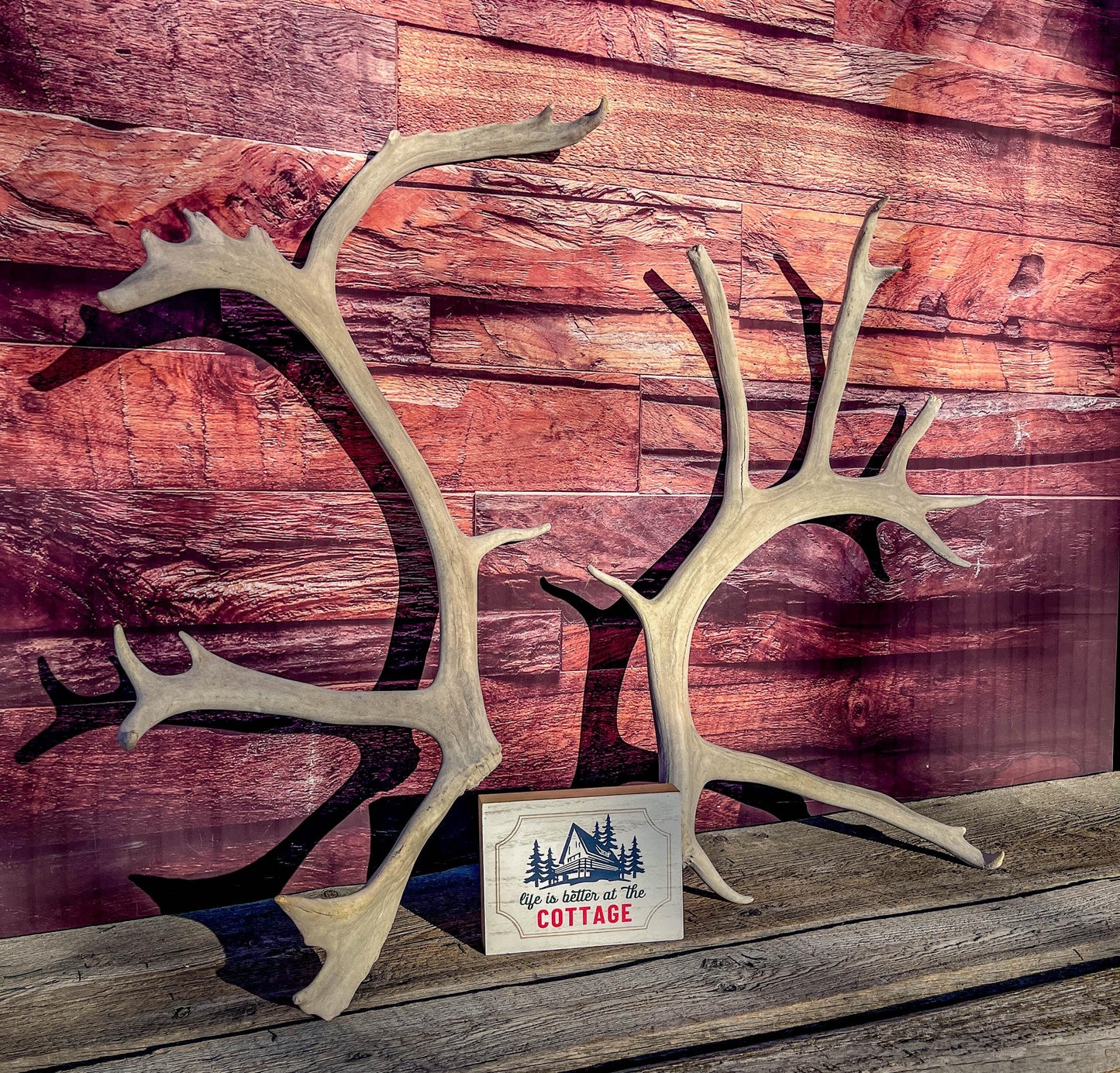 Huge Bull Caribou Antlers! Matched Set of Heavily Weathered Antlers. For decor, crafting and more!